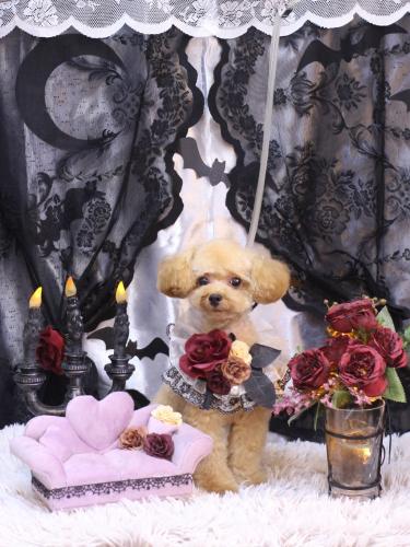 20231022キャンディくん